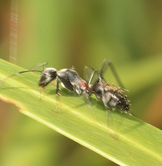 Myrmophyma