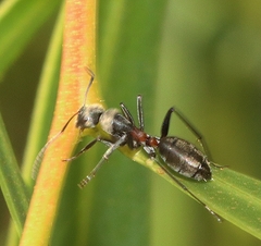 Myrmophyma