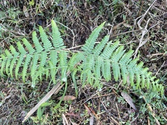 Pteridium aquilinum wightianum
