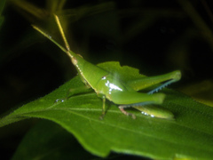 Tagasta