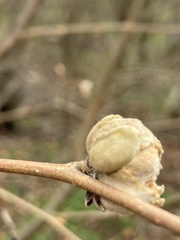 Phytoptus avellanae