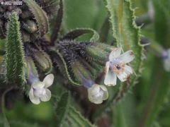 Anchusa strigosa