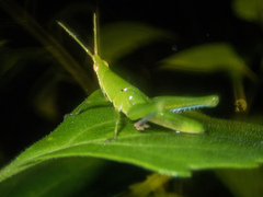 Tagasta