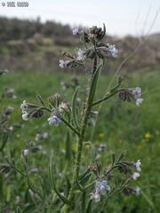 Anchusa strigosa