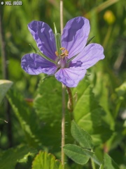 Erodium gruinum