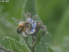 Eucera nigrilabris