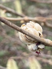 Phytoptus avellanae