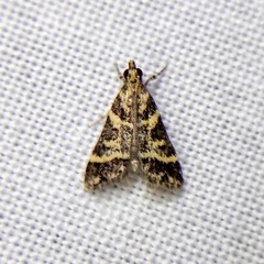 Scoparia spelaea
