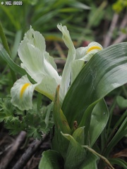 Iris palaestina