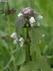 Lamium moschatum