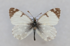 Euchloe tagis