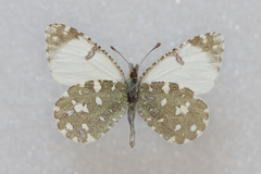 Euchloe tagis