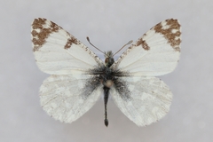 Euchloe tagis