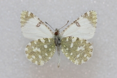 Euchloe tagis