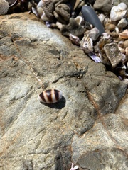 Palmadusta asellus