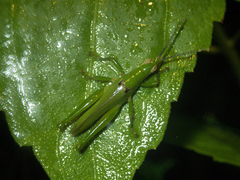 Tagasta
