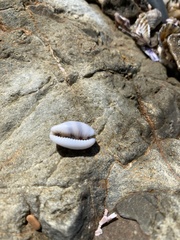 Palmadusta asellus