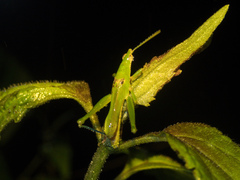 Tagasta
