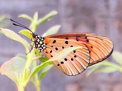 Acraea encedon