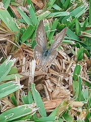 Euchrysops malathana