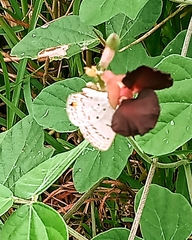 Euchrysops malathana