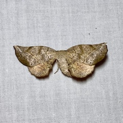 Parepisparis excusata