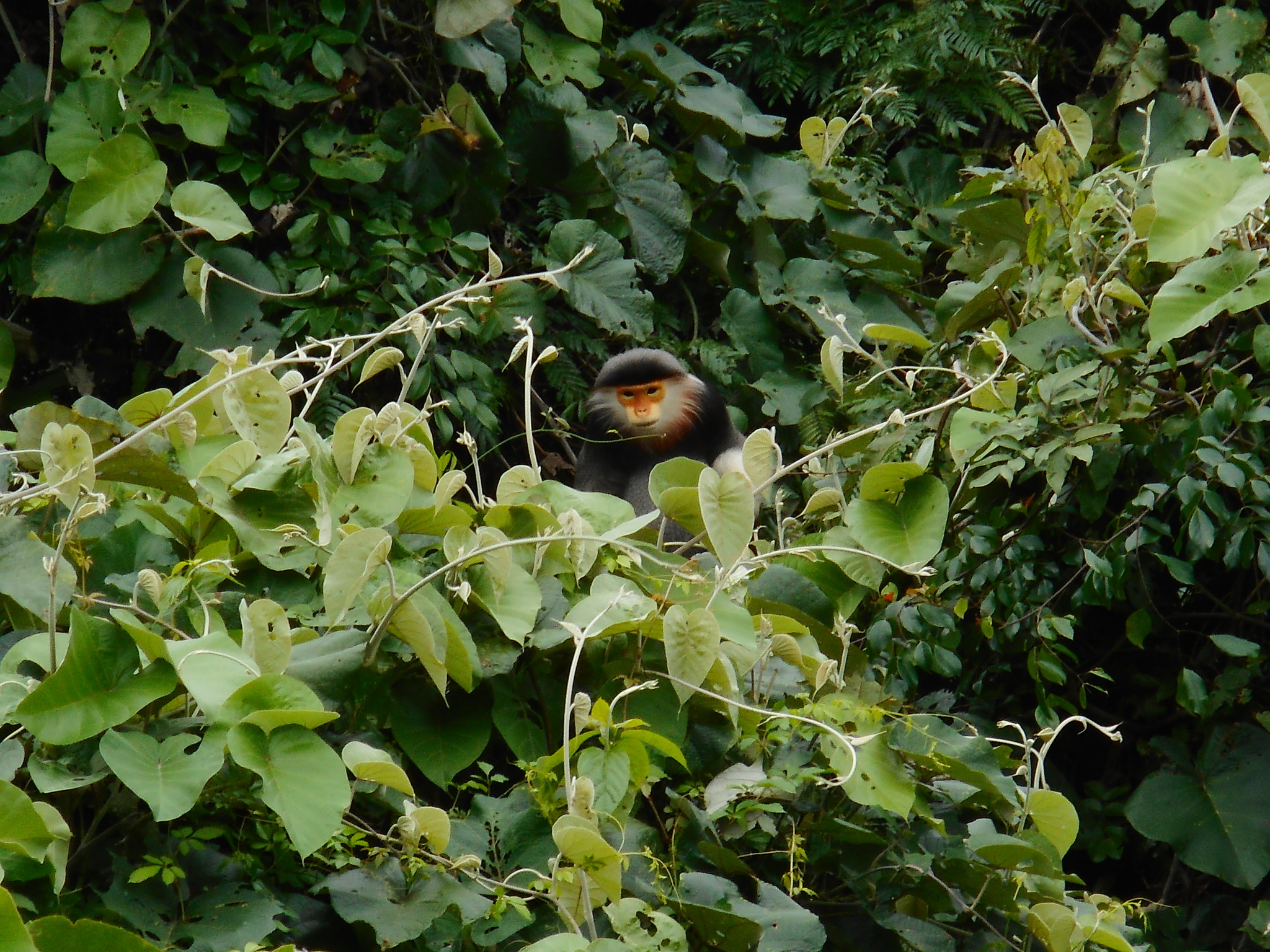 Red-shanked douc