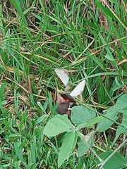 Euchrysops malathana