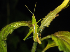Tagasta