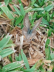 Euchrysops malathana