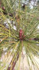 Pinus brutia
