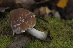 Psathyrella olympiana