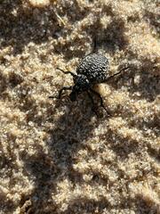 Brachycerus spinicollis