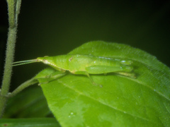 Tagasta