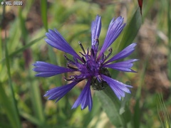 Centaurea cyanoides