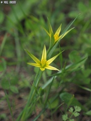 Gagea commutata