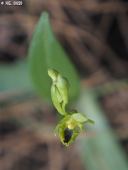 Ophrys lutea