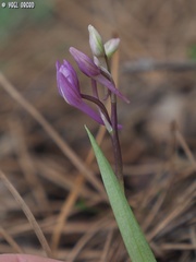 Orchis anatolica