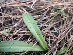 Orchis anatolica