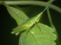 Tagasta