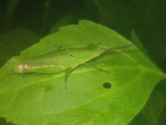Tagasta