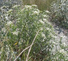 Echinophora spinosa