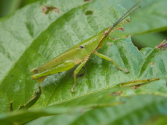 Tagasta