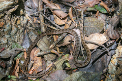 Dendrophidion dendrophis