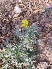 Argemone mexicana