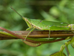 Tagasta