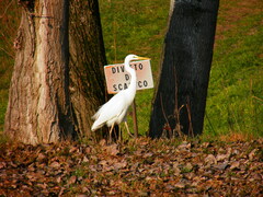 Ardea alba
