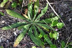 Helminthotheca echioides