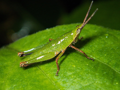 Tagasta