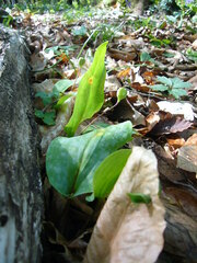 Erythronium caucasicum